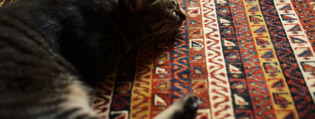 Useful Tips on Choosing the Right Carpet